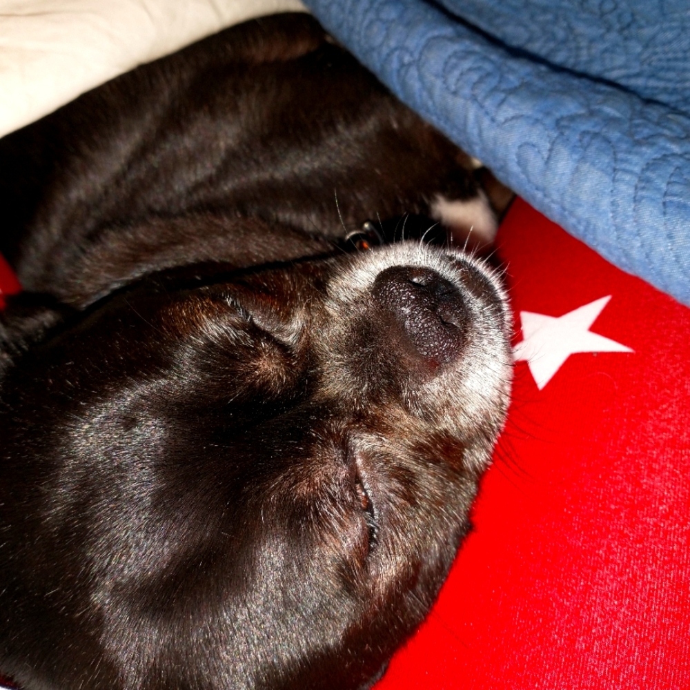 Ladybug🐞snoozing and super comfy!
